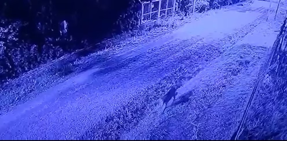 Imagen de un puma captado por cámaras de seguridad en Pilar del Este