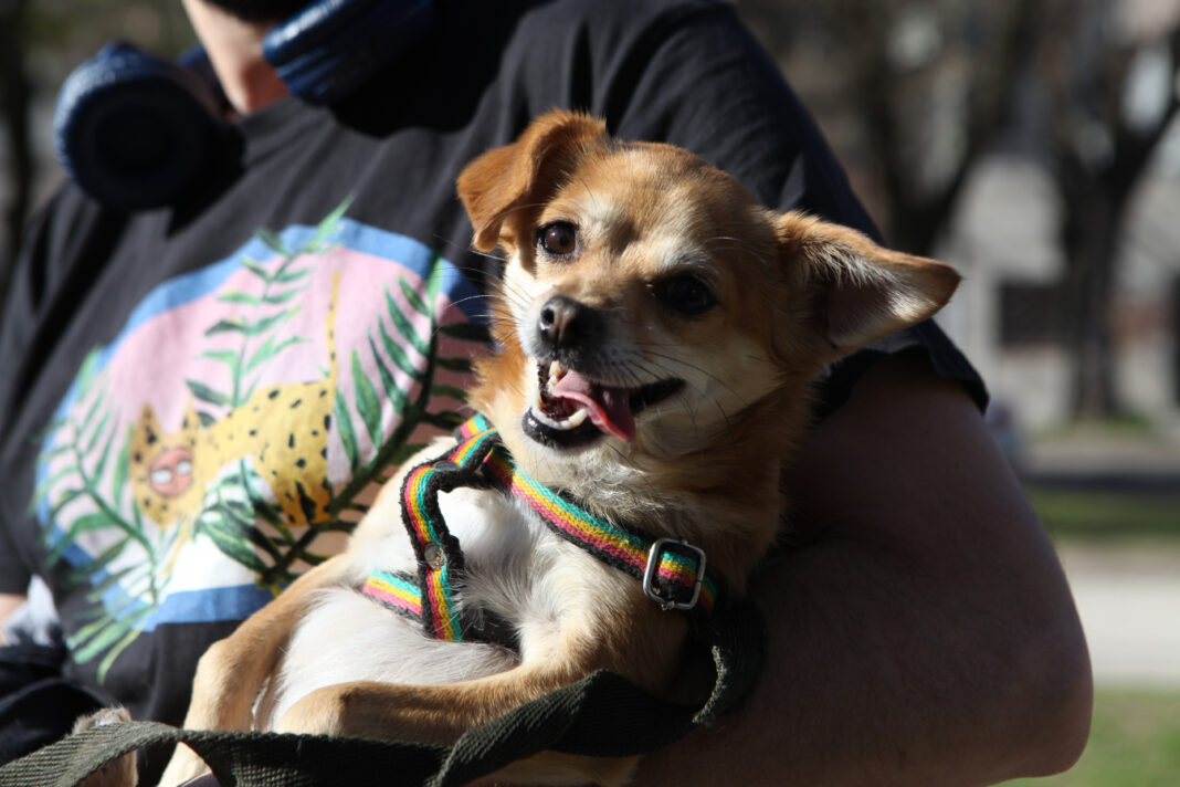 Perro pequeño en brazos de su dueño durante una jornada de vacunación y castración gratuita en La Plata