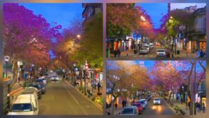 Los lapachos florecen: un vuelo sobre calle 12 que enamoró a los platenses