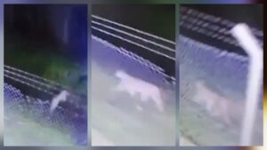 Un puma “errante” sorprendió a Mar Chiquita cruzando en silencio los pastizales