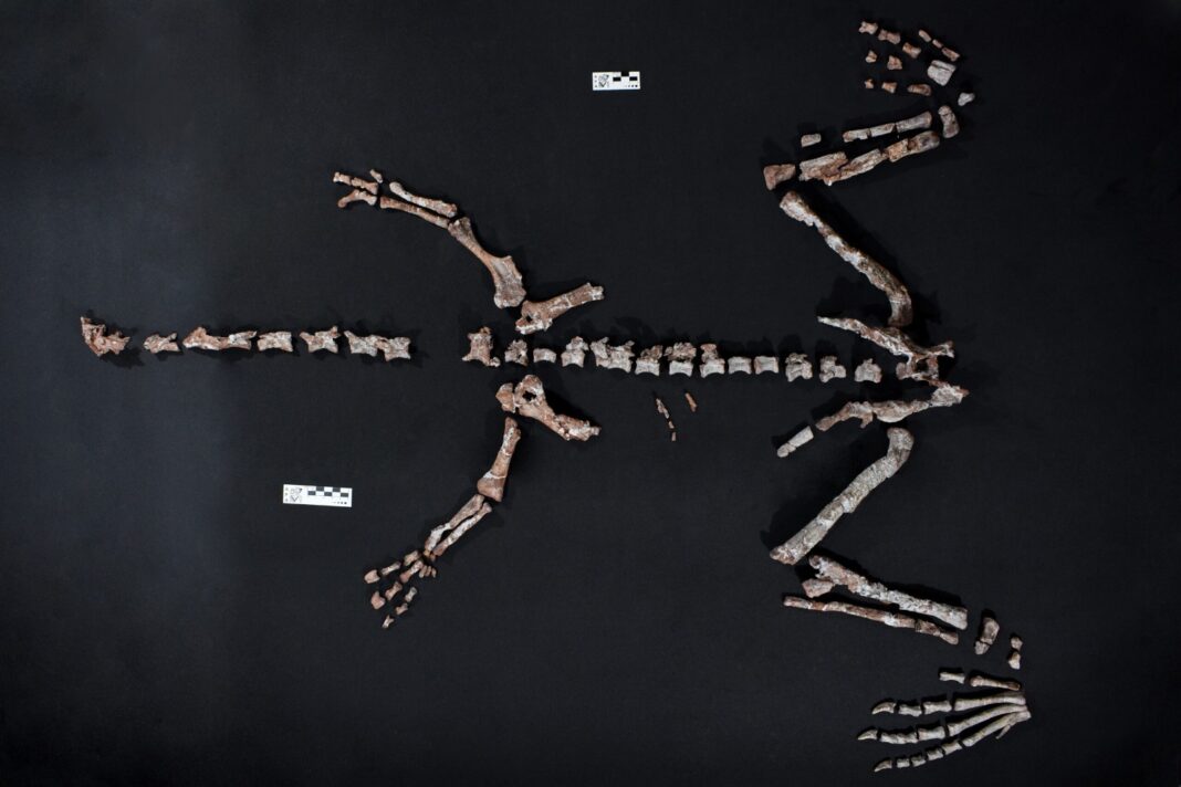Fósil del dinosaurio descubierto en La Rioja, uno de los más antiguos del mundo