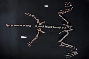 Descubren en La Rioja uno de los dinosaurios más antiguos del mundo: la UNLP fue clave en el hallazgo