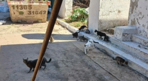 Proteccionistas juntan firmas para continuar ayudando a casi 20 gatos que viven en un cementerio de Tres de Febrero