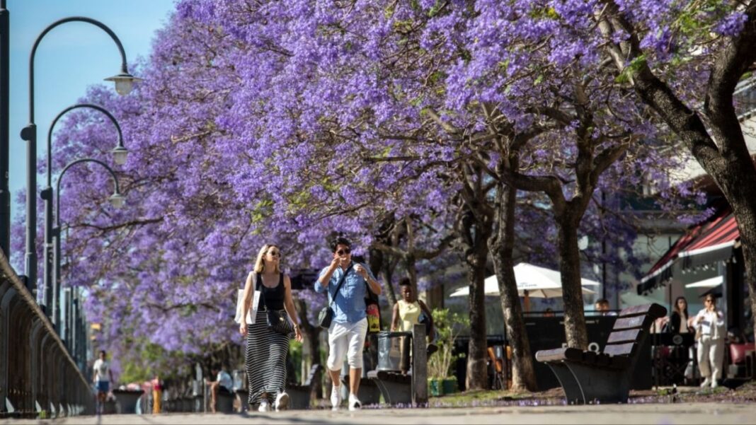 Calle con jacarandás en flor y gente paseando bajo el sol en la provincia de Buenos Aires.