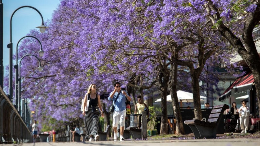 Personas caminando bajo árboles de jacarandá en flor en Buenos Aires durante un día soleado de primavera.