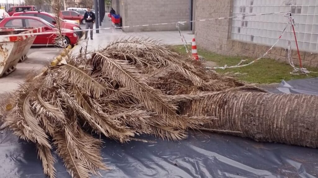 Ejemplar de palmera seca tirada en el piso. Campana, provincia de Buenos Aires.