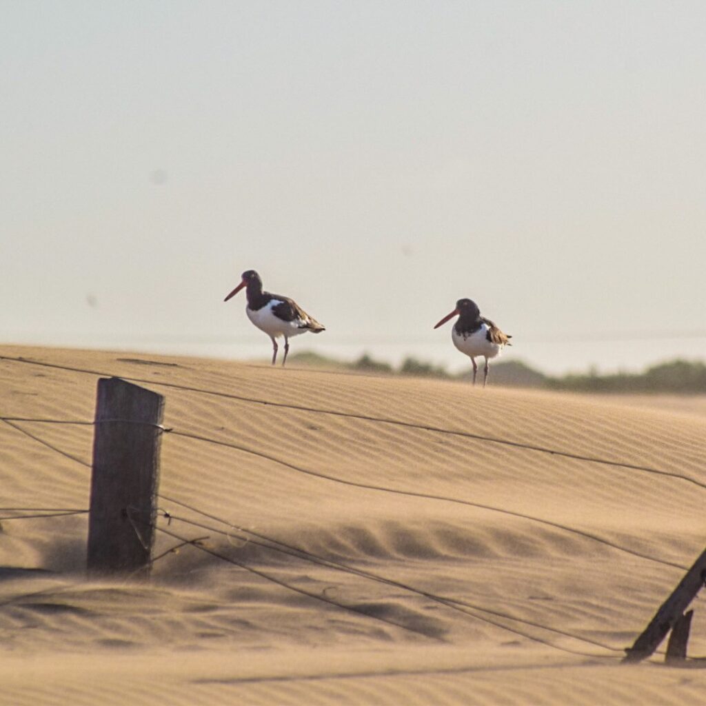 Playa Norte